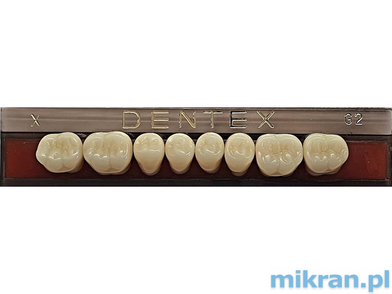 Dentex Seitenzähne 8 Stk