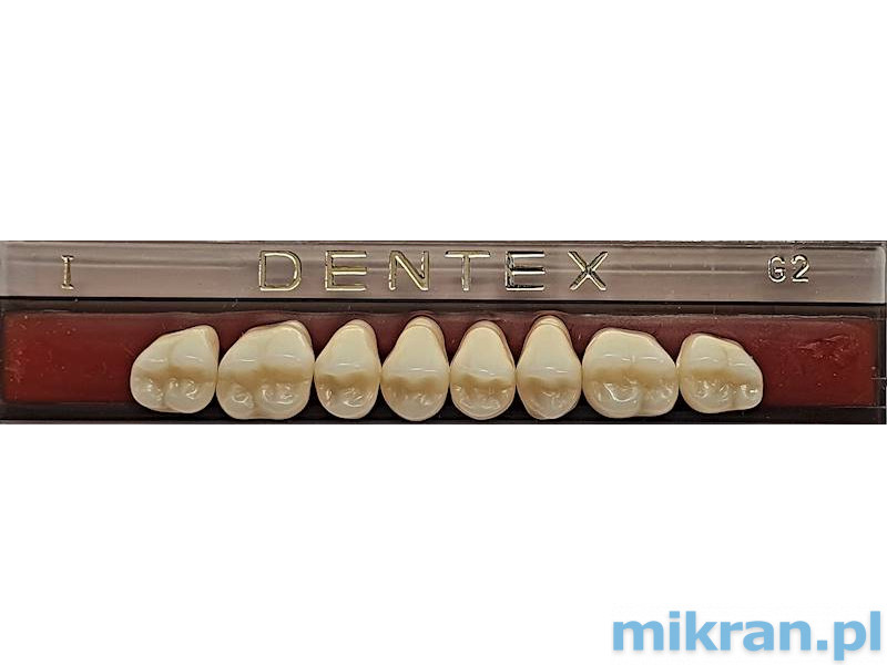 Dentex Seitenzähne 8 Stk