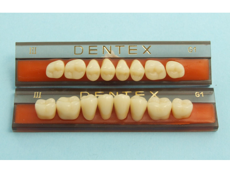 Seitenzähne Dentex 8-tlg